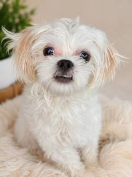 Casper -  Shih Tzu and Miniature Poodle Dog for Adoption in Navarre, Florida - Casper | PetCurious