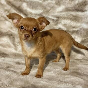 Susie -  Chihuahua and Poodle Dog for Adoption in Pelham, New Hampshire - Susie | PetCurious
