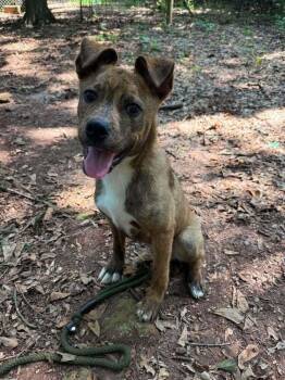 Koko -  Mixed Breed Dog for Adoption in Wayne, New Jersey - Koko | PetCurious