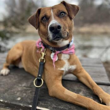 Mixed Breed and Labrador Retriever Dogs Available for Adoption in Mississauga, Ontario - Felice | PetCurious