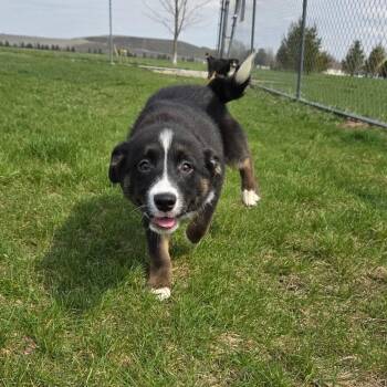 Australian Shepherd and Siberian Husky Dogs Available for Adoption - Fenway | PetCurious