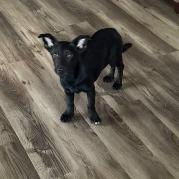 Stevie -  Chihuahua Dog for Adoption in Williston, Vermont - Stevie | PetCurious