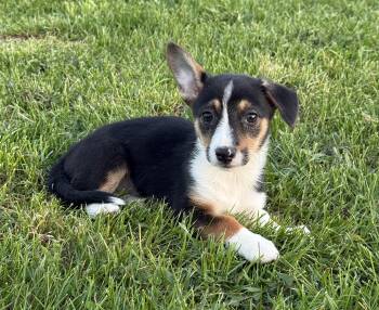 Corgi and Rat Terrier Dogs Available for Adoption in Iron Ridge, Wisconsin - Kiwi | PetCurious