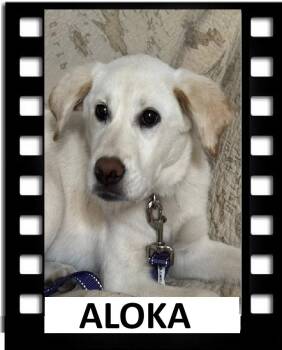 Yellow Labrador Retriever Dogs Available for Adoption - Aloka | PetCurious