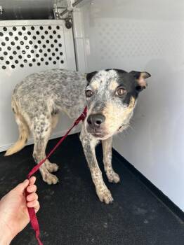 Australian Cattle Dog Blue Heeler and Mixed Breed Dogs Available for Adoption - LEVI | PetCurious
