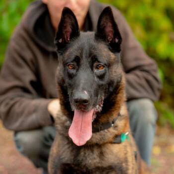 Austin -  Dutch Shepherd Dog for Adoption in Chester Springs, Pennsylvania - Austin | PetCurious