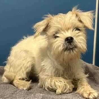 Sissy -  Terrier and Mixed Breed Dog for Adoption in San Francisco, California - Sissy | PetCurious
