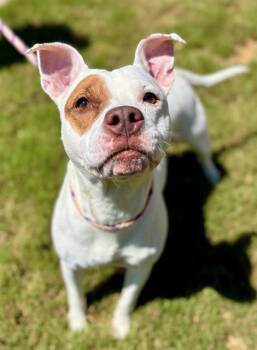 MARIGOLD -  American Staffordshire Terrier Dog for Adoption in York, South Carolina - MARIGOLD | PetCurious