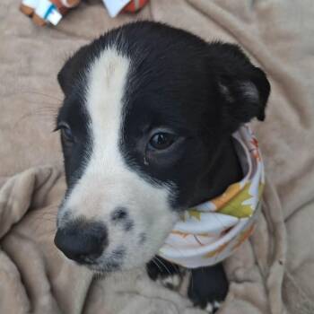 Barklee -  Border Collie and Terrier Dog for Adoption in Ferndale, Michigan - Barklee | PetCurious