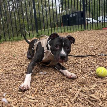 Pit Bull Terrier Dogs Available for Adoption in Roanoke, Virginia - Arthur | PetCurious