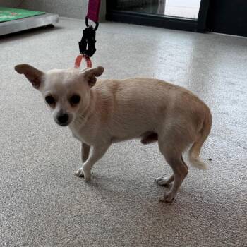 Roscoe -  Chihuahua Dog Available for Adoption in Englewood, Florida - Roscoe | PetCurious
