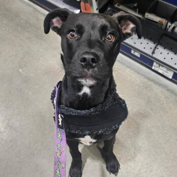 Rottweiler and Mixed Breed Dogs Available for Adoption - Rambo- F.K.A Espresso | PetCurious