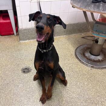 IVHS-Stray-140354 -  Doberman Pinscher Dog for Adoption in San Gabriel, California - IVHS-Stray-140354 | PetCurious