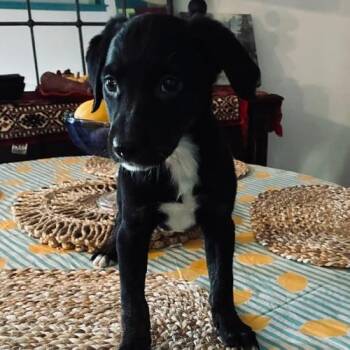 Bela -  Flat Coated Retriever Dog for Adoption - Bela | PetCurious