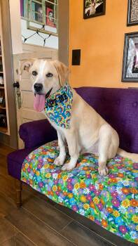 Finnegan Lonestar -  Labrador Retriever Dog for Adoption in Rockaway, New Jersey - Finnegan Lonestar | PetCurious