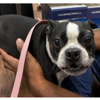Jo-Jo (Joseph) -  Boston Terrier Dog for Adoption in Decatur, Alabama - Jo-Jo (Joseph) | PetCurious