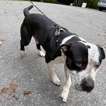 Rescue Pit Bull Terrier Dogs for Adoption in Franklin, North Carolina - Taylor | PetCurious