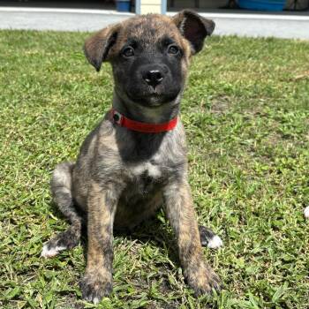 JASON -  German Shepherd Dog and Mixed Breed Dog for Adoption in West Palm Beach, Florida - JASON | PetCurious