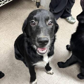 Abby -  Mixed Breed Dog for Adoption in Parrish, Alabama - Abby | PetCurious