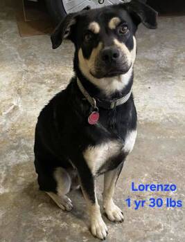 Rescue Labrador Retriever and Shepherd Dogs for Adoption in Virginia Beach, Virginia - Lorenzo | PetCurious