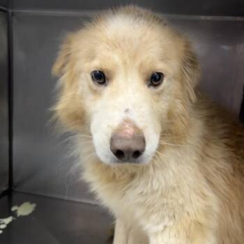 Retriever and Great Pyrenees Dogs Available for Adoption in Parrish, Alabama - Beethoven | PetCurious