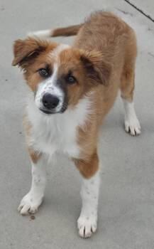 Choy Sum -  Australian Shepherd and Australian Cattle Dog Blue Heeler Dog for Adoption in Fort Lupton, Colorado - Choy Sum | PetCurious