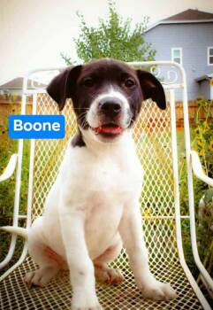 Rescue Pit Bull Terrier Dogs for Adoption in Thornton, Colorado - Boone H | PetCurious