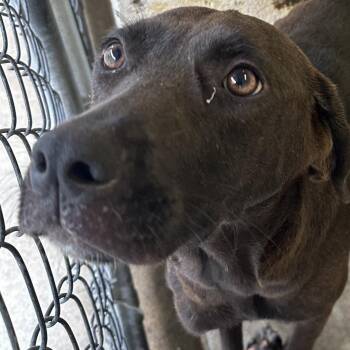 Chocolate Labrador Retriever Dogs Available for Adoption in Jacksonville, Arkansas - Isla | PetCurious