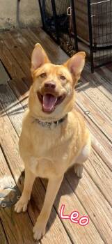 Rescue Husky and Mixed Breed Dogs for Adoption in St. Augustine, Florida - Leo (fka Boo Boo) | PetCurious