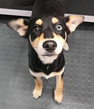 Husky and Mixed Breed Dogs Available for Adoption in Corpus Christi, Texas - Robin | PetCurious
