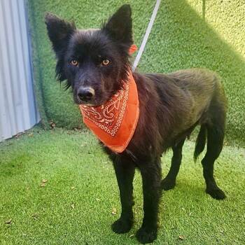Border Collie and Mixed Breed Dogs Available for Adoption - Imara | PetCurious