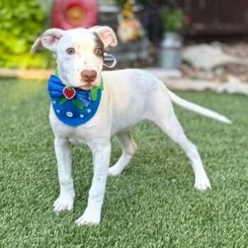 Buster -  Terrier Dog for Adoption in Fairfield, Connecticut - Buster | PetCurious