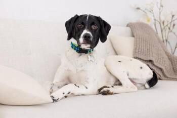 Pointer Dogs Available for Adoption in Marion, Massachusetts - Benz  (CROSSPOSTING ONLY) | PetCurious