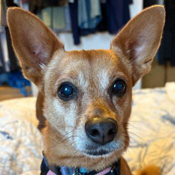 Chihuahua Dogs Available for Adoption in Calgary, Alberta - Canela | PetCurious