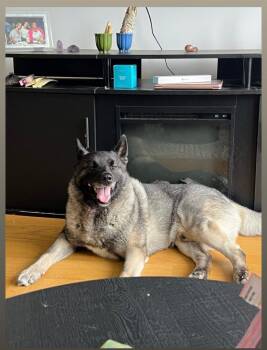 Loki -  Norwegian Elkhound Dog for Adoption in White Oak, Pennsylvania - Loki | PetCurious