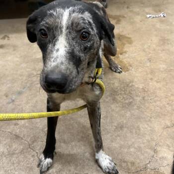 Catahoula Leopard Dog and Australian Cattle Dog Blue Heeler Dogs Available for Adoption in Austin, Texas - Bristol | PetCurious