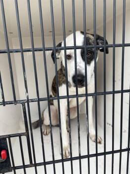 Pit Bull Terrier Dogs Available for Adoption - NEPTUNE | PetCurious