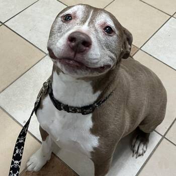 American Staffordshire Terrier Dogs Available for Adoption - Bentley - In Foster | PetCurious
