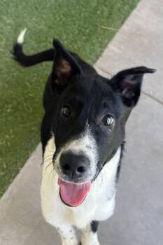 Rescue Border Collie and Great Pyrenees Dogs for Adoption in Midland, Texas - Niklaus | PetCurious