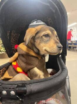 Rescue Husky and Yellow Labrador Retriever Dogs for Adoption in Driggs, Idaho - Vixen | PetCurious