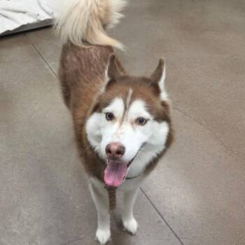 Nova -  Siberian Husky Dog for Adoption in Chattanooga, Tennessee - Nova | PetCurious