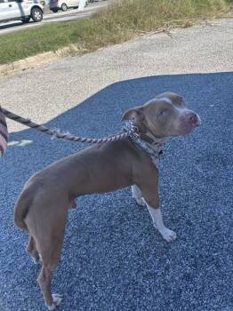 Rescue Pit Bull Terrier Dogs for Adoption in Louisville, Kentucky - IN A MEETING | PetCurious