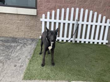 Border Collie and Mixed Breed Dogs Available for Adoption in Modesto, California - BALLARD | PetCurious