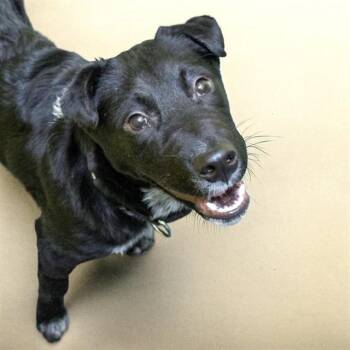 Australian Shepherd and Mixed Breed Dogs Available for Adoption in St. Louis, Missouri - DANTE | PetCurious