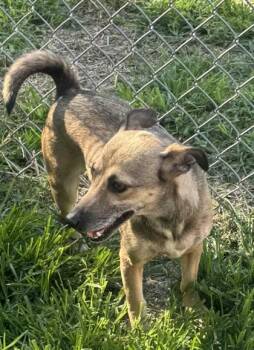 Cici -  Chihuahua and Mixed Breed Dog for Adoption in Wilkesboro, North Carolina - Cici | PetCurious