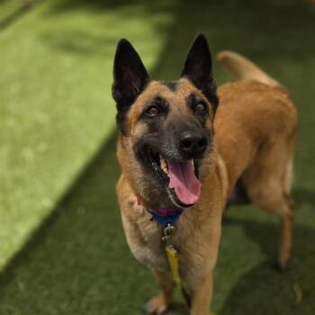 Belgian Shepherd Malinois Dogs Available for Adoption in Las Vegas, Nevada - BARISTA | PetCurious