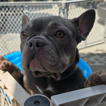 Skylar -  French Bulldog Dog for Adoption in Huber Heights, Ohio - Skylar | PetCurious