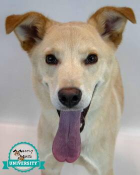 Duke -  Retriever Dog for Adoption in Kennesaw, Georgia - Duke | PetCurious