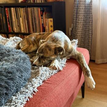 Mixed Breed Dogs Available for Adoption - CT Ruby | PetCurious