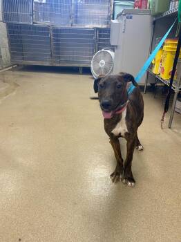 Mixed Breed Dogs Available for Adoption in Springfield, Ohio - Penny | PetCurious